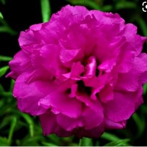 Portulaca Moss Rose